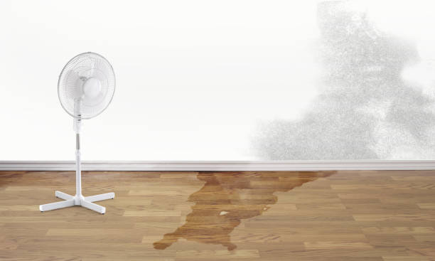 Best Professional water damage repair  in Seatac, WA