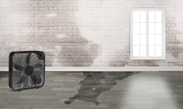 Best Water damage contractors near me  in Seatac, WA